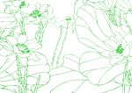 清秀莲子花  美工画