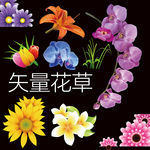 花草兰花向日葵牵牛花百合花高清