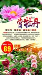 c河南-牡丹