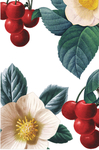 鲜花