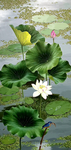 荷花油画