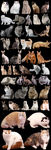 猫咪合集免抠高清素材图片