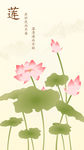 莲花壁纸