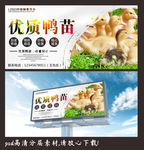 鸭苗海报