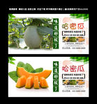 哈密瓜