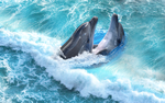 海豚海浪