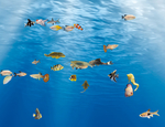 海洋