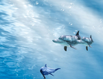 海洋