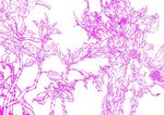 秀丽万年青 钢笔画