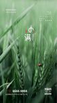 小满节气海报