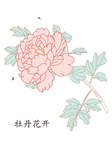 牡丹花