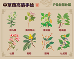 中草药手绘