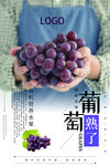 采摘葡萄海报 葡萄熟了海报