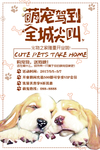 宠物来了