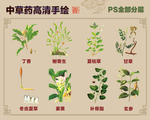 中草药手绘