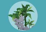 手绘插图 芭蕉