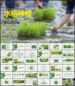 水稻种植稻田麦田PPT