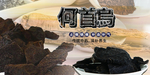 何首乌中国风