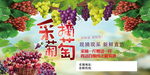 葡萄园采摘节
