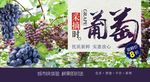 葡萄园采摘海报
