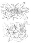 野菊花线描