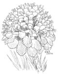 花卉一捧
