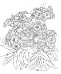 花卉24
