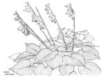 草本0930