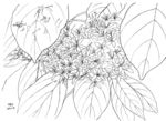 开花结果