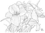 花弧绘画