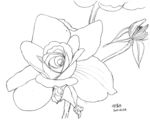 花卉0124