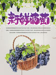 新鲜葡萄 葡萄海报