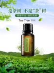 多特瑞茶树精油海报