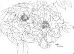 花儿