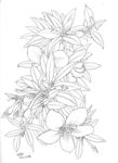 花草
