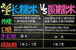 长糯米和圆糯米