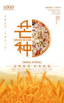 中国二十四节气 芒种