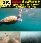 蓝色海底世界海龟海鱼游动视频