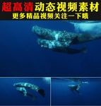 蓝色海底世界大鲸鱼游动视频