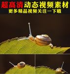绿色树叶上蜗牛爬行特写视频
