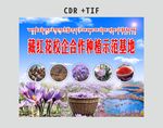藏红花海报基地