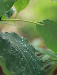 高清雨点打在菩提树叶上的视频
