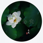 荷花