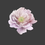 手绘花