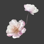 手绘花