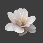 手绘花