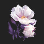 手绘花