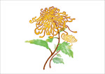 金丝菊花