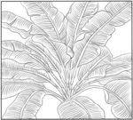 植物绘图