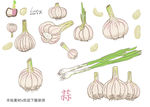 大蒜手绘素材